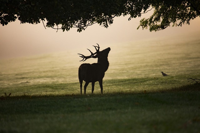 Kronhjort i silhuett mot morgendis ved daggry i hegnet