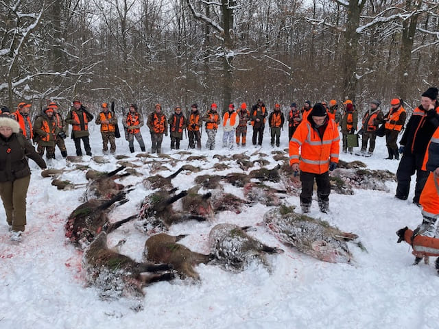 Polen — Drivjakt kron- og dåhjorter – bilde 4 av 14