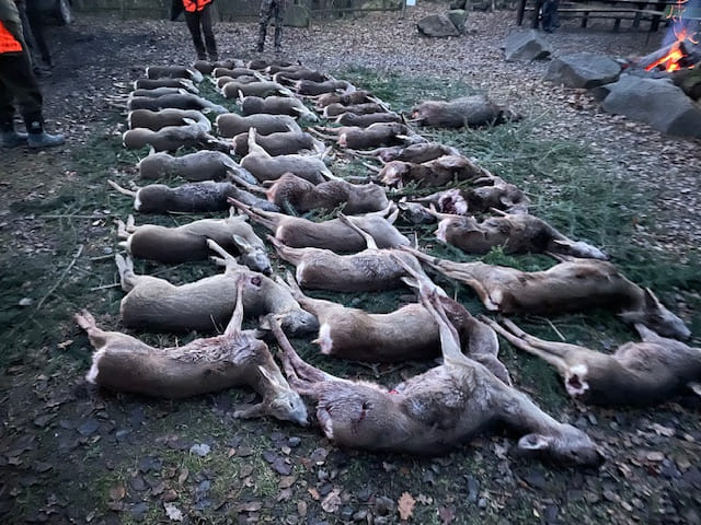 Polen — Drivjakt kron- og dåhjorter – bilde 1 av 14