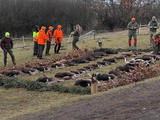 Polen — Drivjakt kron- og dåhjorter – bilde 5 av 14