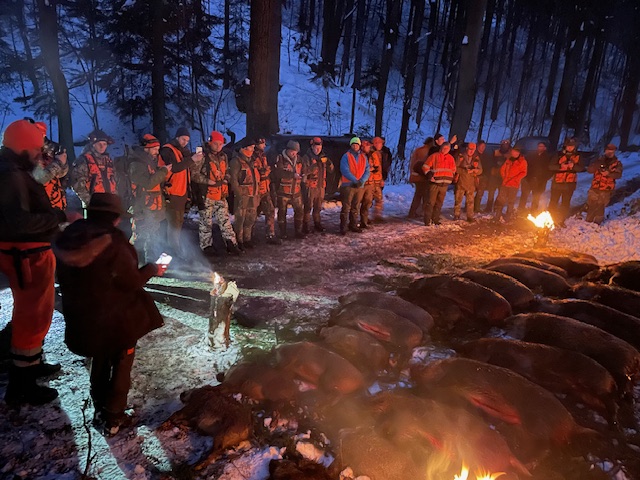 Polen — Drivjakt kron- og dåhjorter – bilde 9 av 14
