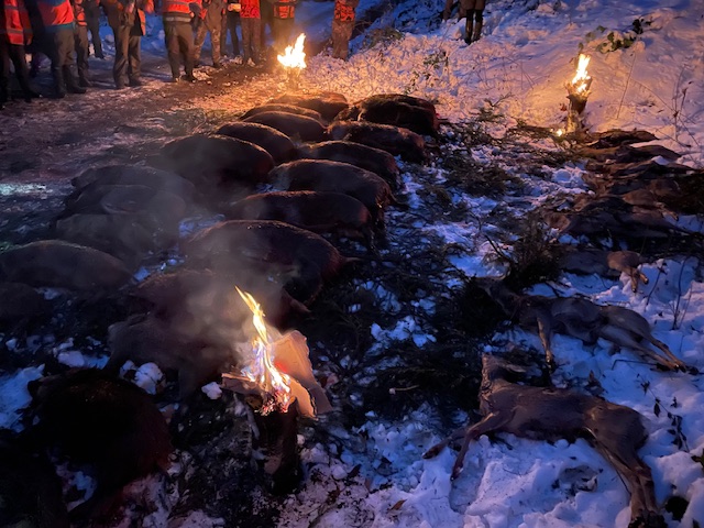Polen — Drivjakt kron- og dåhjorter – bilde 12 av 14